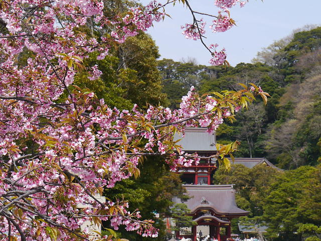Kamakura Tsurugaoka Hachiman Genji-ike　桜 写真