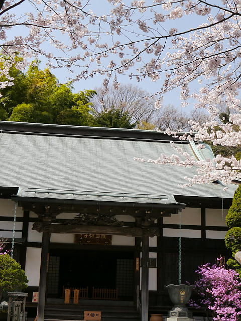 鎌倉　報国寺　桜 写真