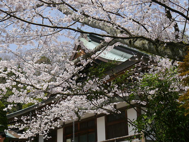 鎌倉　報国寺　桜 写真