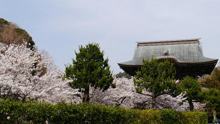 鎌倉　建長寺　桜 写真