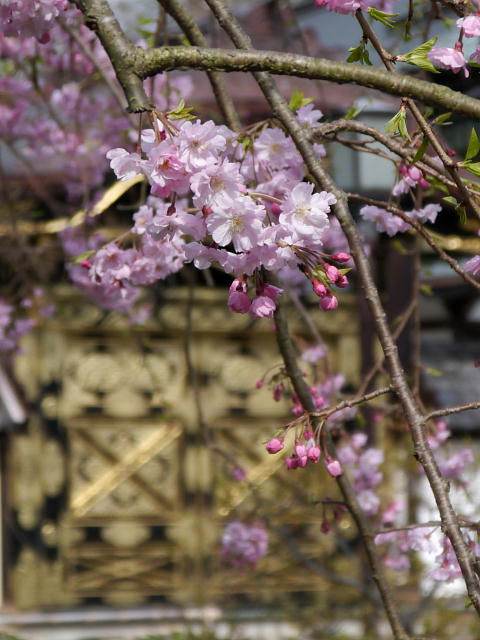 鎌倉　建長寺　桜 写真