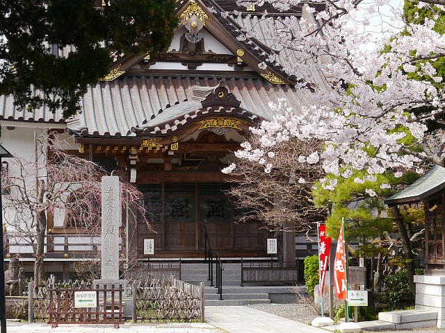 鎌倉　妙隆寺　桜 写真