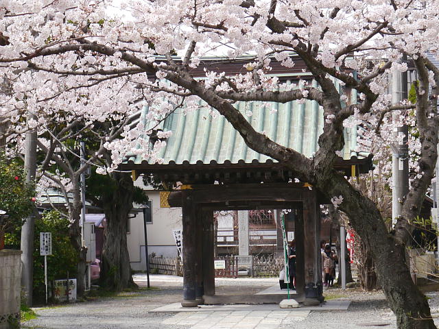 鎌倉　妙隆寺　桜 写真