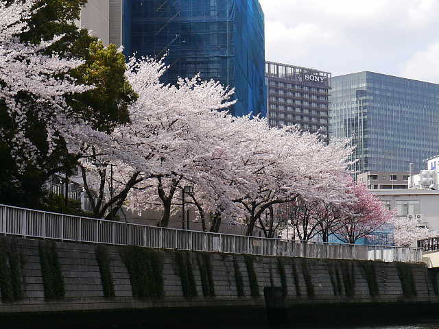 目黒川クルージング　桜 写真