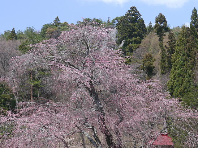 信州高山村　赤和観音のしだれ桜 写真