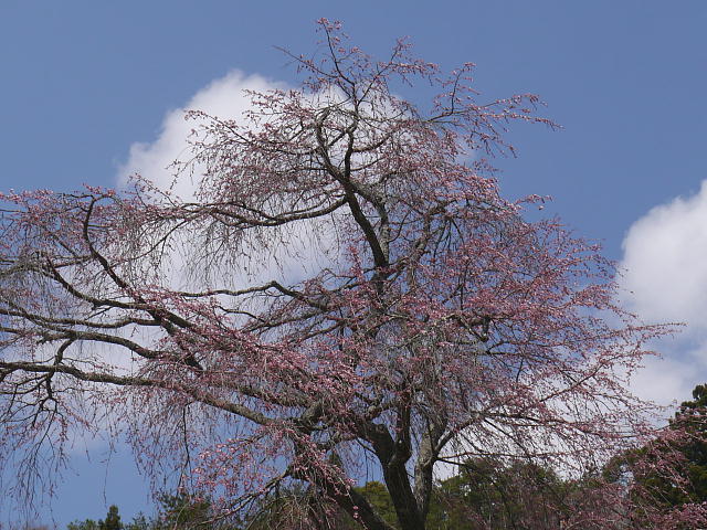 信州高山村　赤和観音のしだれ桜 写真