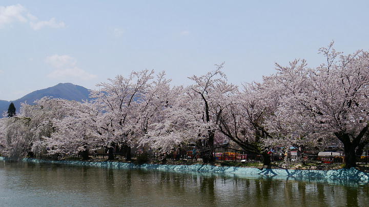長野県　須坂市　臥竜公園　桜 写真