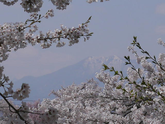 長野県　須坂市　臥竜公園　桜 写真