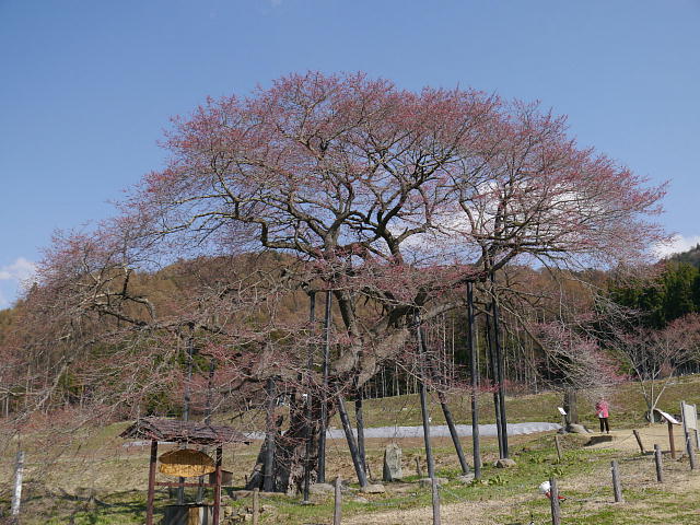 信州高山村　黒部のエドヒガン桜 写真