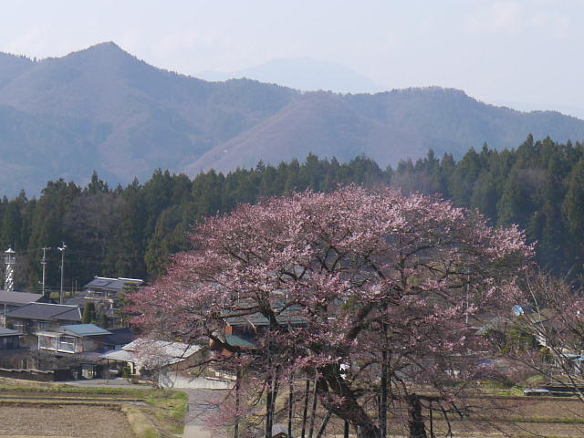 信州高山村　黒部のエドヒガン桜 写真