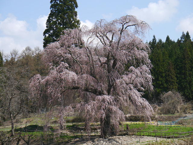 信州高山村　水中のしだれ桜　桜 写真