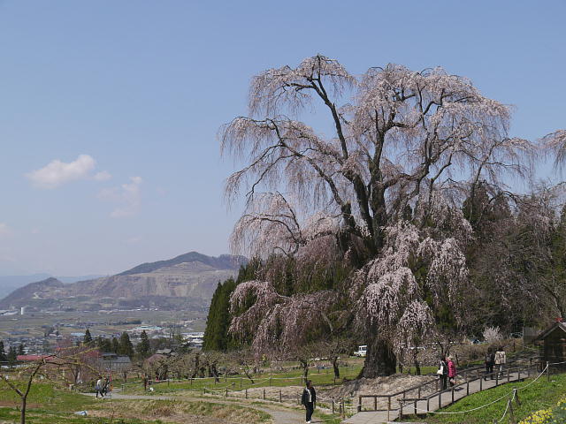 信州高山村　水中のしだれ桜　桜 写真