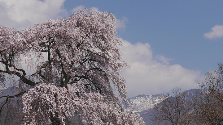 信州高山村　和美のしだれ桜 写真