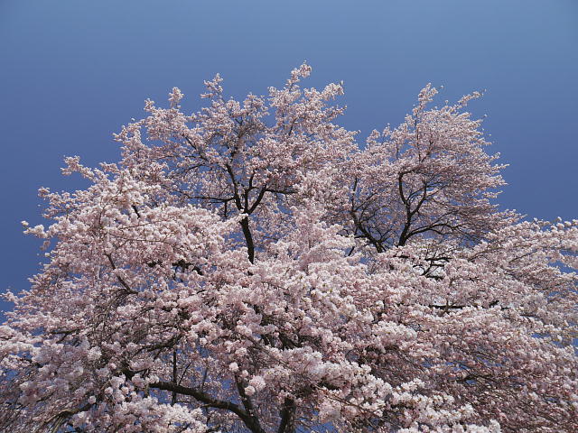 信州高山村　和美のしだれ桜 写真