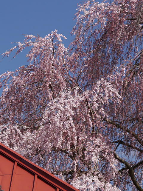 信州高山村　中塩のしだれ桜 写真