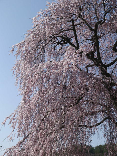 信州高山村　中塩のしだれ桜 写真
