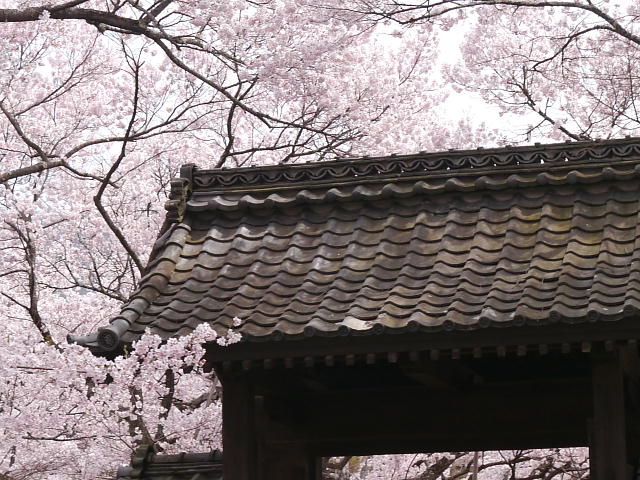 高遠城址公園　桜 写真