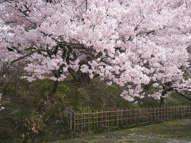 高遠城址公園　桜 写真