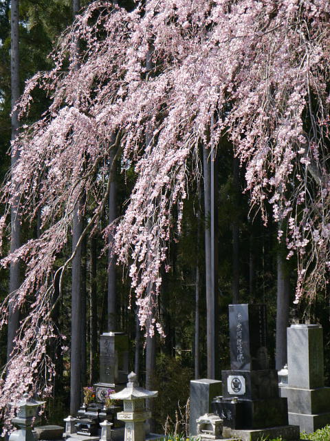 信州高山村　坪井のしだれ桜 写真