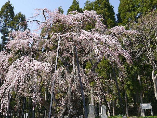 信州高山村　坪井のしだれ桜 写真