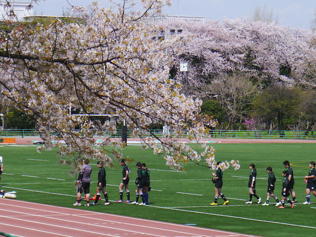 成蹊学園　成蹊桜祭　桜 写真