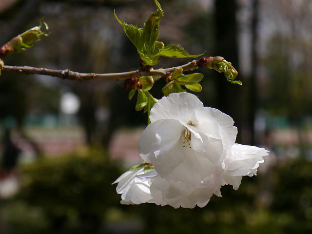 成蹊学園　成蹊桜祭　桜 写真