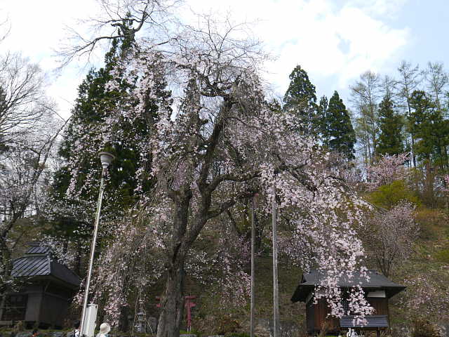 白馬村　伝行山の徹然桜　桜 写真
