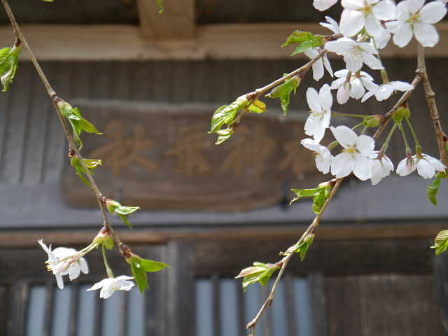 白馬村　伝行山の徹然桜　桜 写真