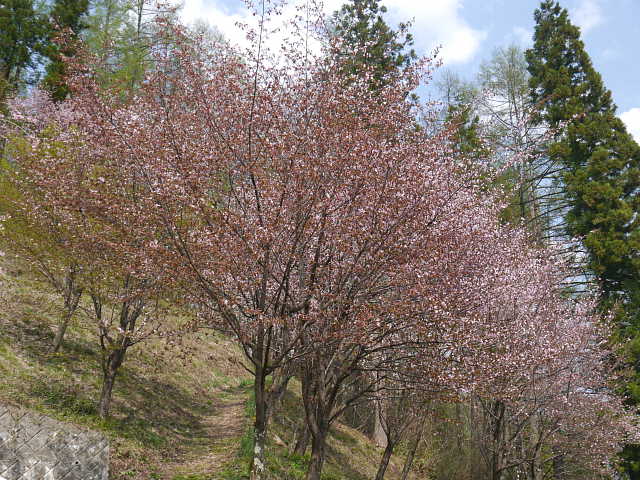 白馬村　伝行山の徹然桜　写真