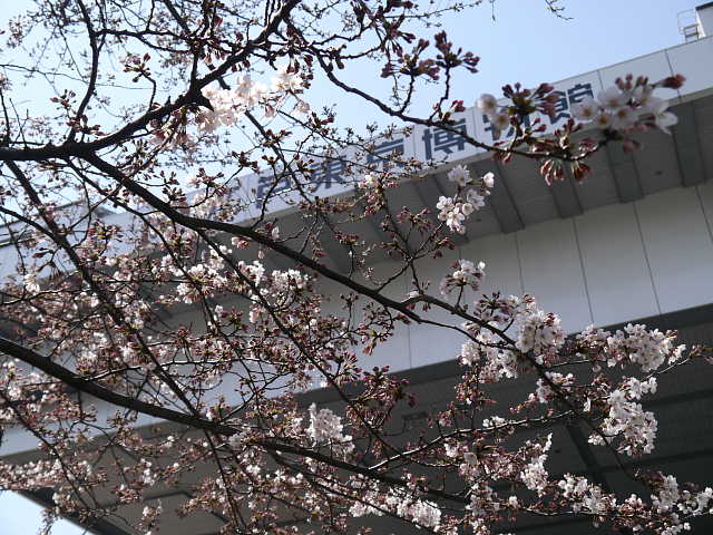 江戸東京博物館　桜 写真