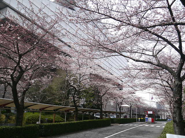 江戸東京博物館　桜 写真