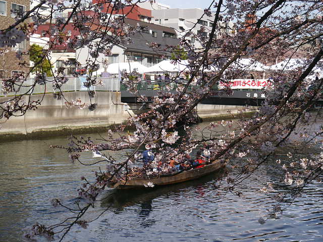 お江戸深川さくら祭　桜 写真