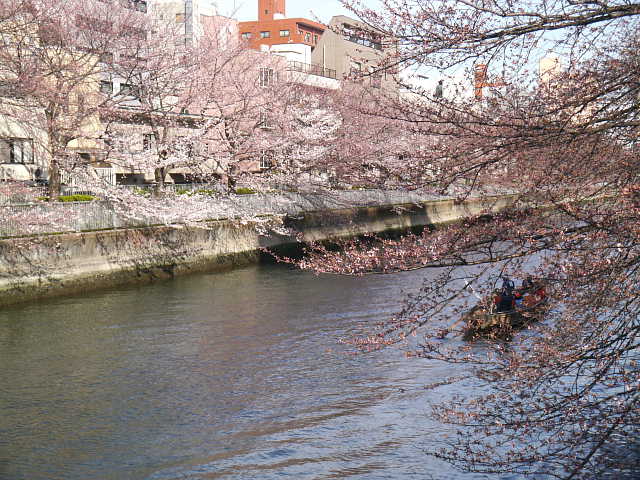 お江戸深川さくら祭　桜 写真