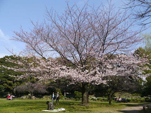 清澄庭園　桜 写真
