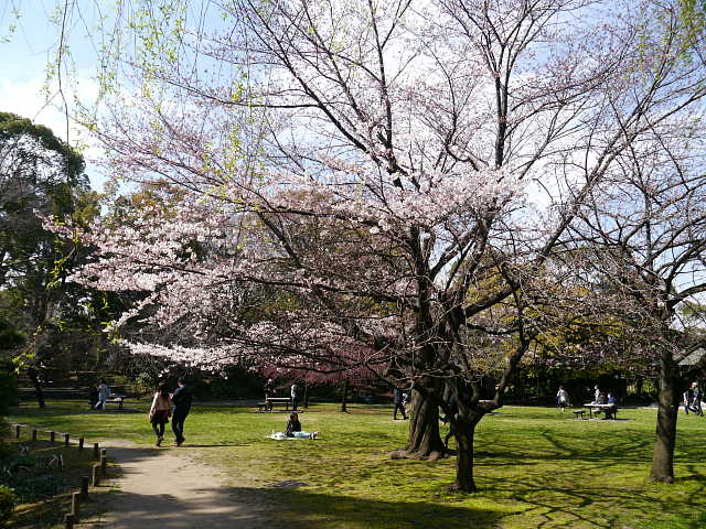 清澄庭園　桜 写真