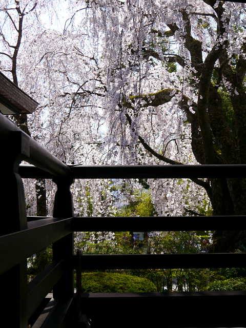 身延山　久遠寺　桜 写真