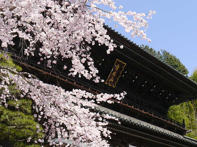 身延山　久遠寺　桜 写真