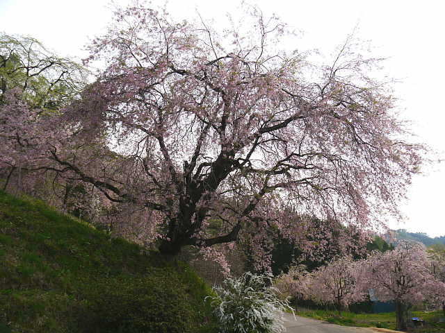 信州　小川村　番所の桜　桜 写真