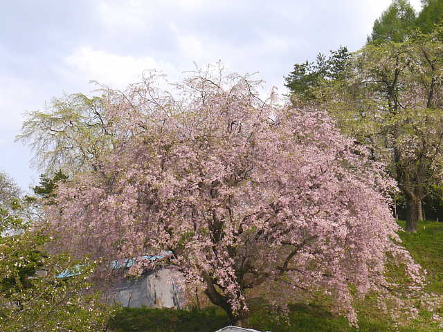 信州　小川村　番所の桜　桜 写真