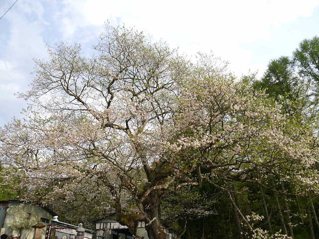 信州　小川村　立屋の桜　桜 写真
