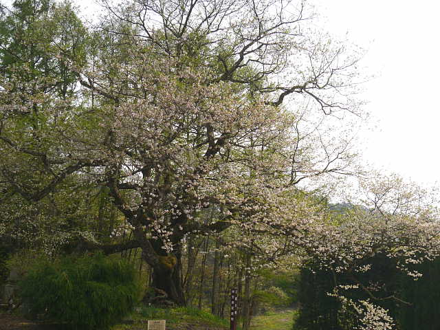 信州　小川村　立屋の桜　桜 写真