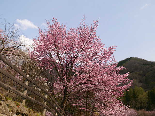 白馬村　大出公園　桜 写真