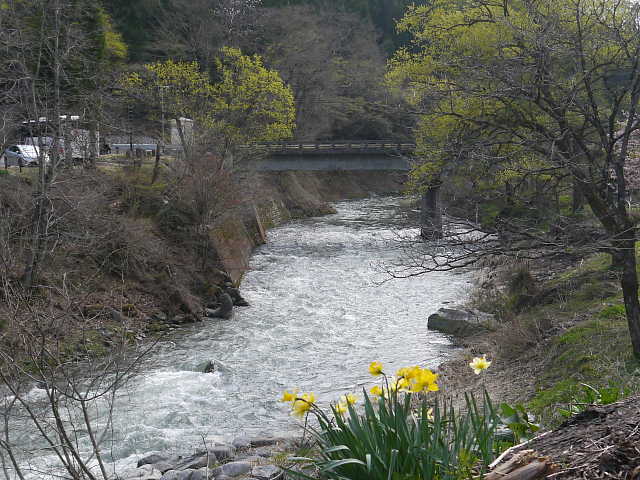 白馬村　大出公園　姫川と水仙 写真