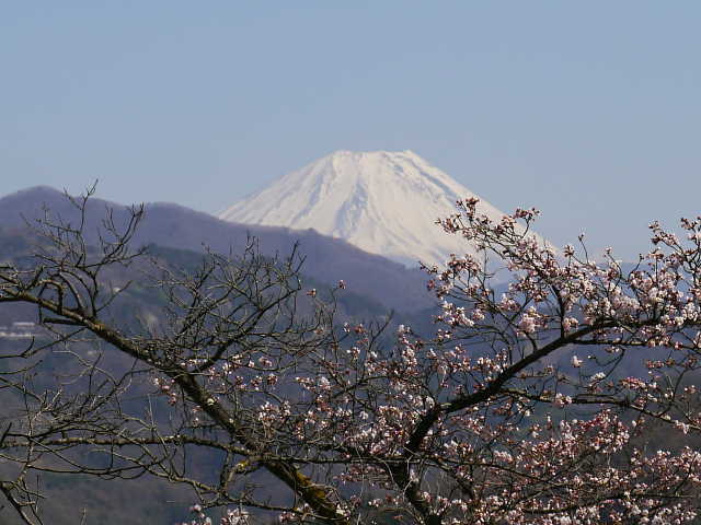大法師公園　桜 写真