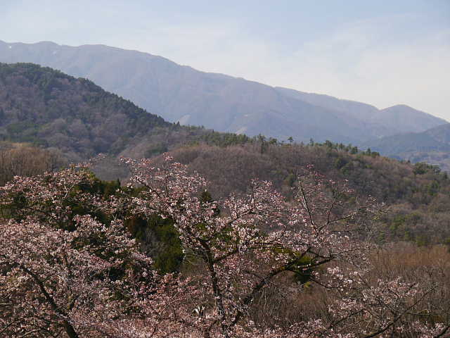 大法師公園　桜 写真