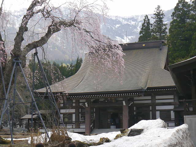 白馬　貞麟寺の枝垂れ桜 写真