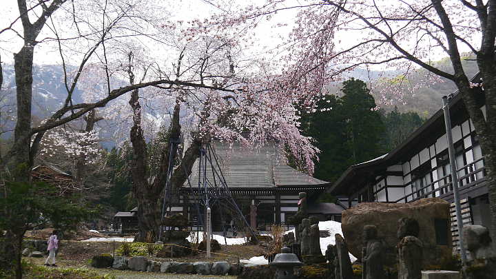 白馬　貞麟寺の枝垂れ桜 写真