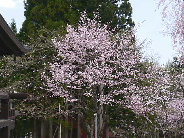 白馬　貞麟寺の桜 写真
