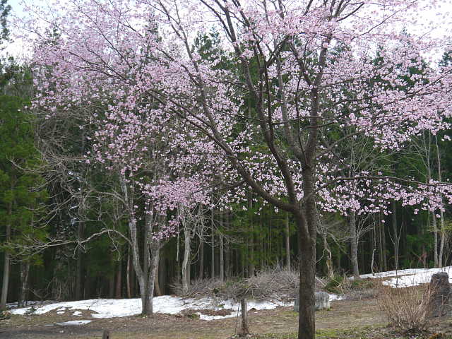 白馬　貞麟寺の桜 写真