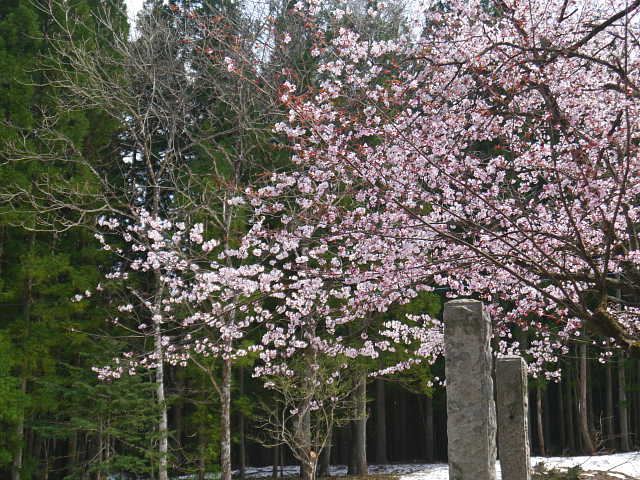 白馬　貞麟寺の桜　写真